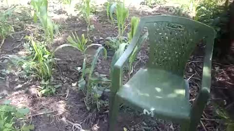 purebae online show from 11.12.25