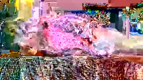 queenstonermami online show from 02.02.26