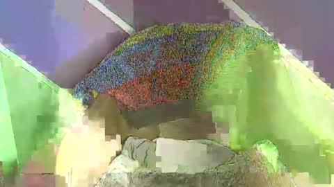 rainbow baby26 online show from 11.18.25