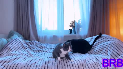   DianaBrite            fansl y online show from 01.09.26