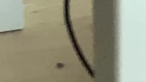 Roman online show from 11.27.25