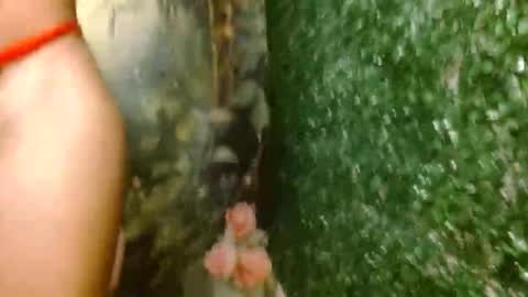 rosa online show from 04.18.26