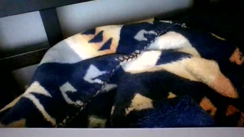 Roy Murrin online show from 02.06.26