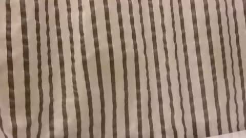 Snapshot of sacalaschichiss chatting on 10.29.25 Dee online show from 10.29.25