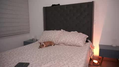 salomedyla online show from 03.19.26