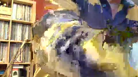 Sam online show from 11.08.25