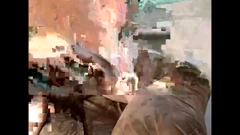 Cedar online show from 03.07.25