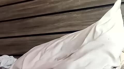 Snapshot of saucybear666 chatting on 01.24.25 SnowBunny online show from 01.24.25