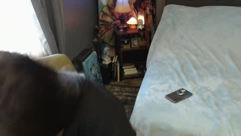 Snapshot of sentfrmheaven chatting on 02.02.25 Tara online show from 02.02.25