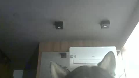 skinnykittencam online show from 02.04.26