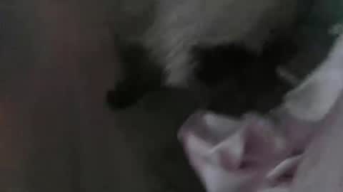 Snapshot of sp1tpuppeh chatting on 05.01.26 sp1tpuppeh online show from 05.01.26