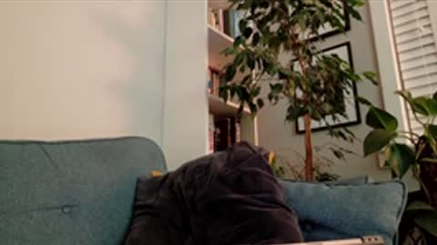 steedmont online show from 03.14.26