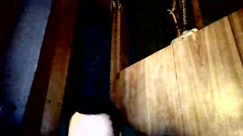 stonedstallion2019 online show from 04.02.26