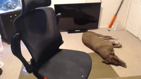 do i have lil tits or pecs online show from 10.15.25