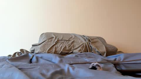 Zeppelin man online show from 03.24.26