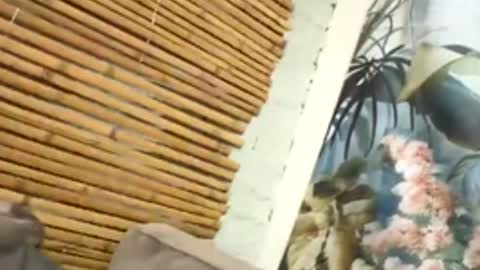 tacovegan4 online show from 12.05.25