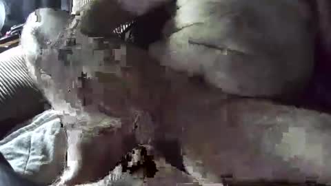 tacozod online show from 01.02.25