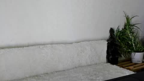 thief_of_hearts_ online show from 11.26.25