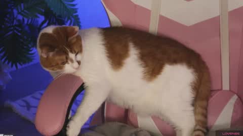 tokyo_n online show from 01.27.25