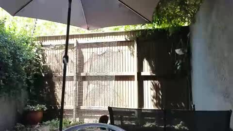 Topsy online show from 02.14.26