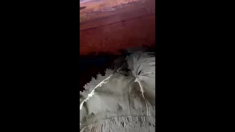 tree553 online show from 01.17.25