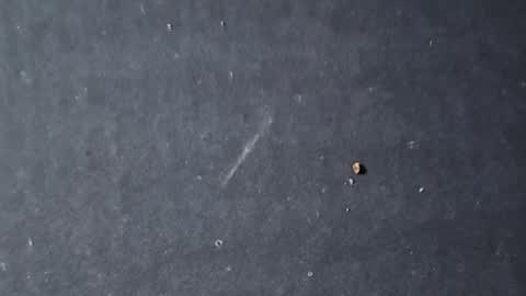 velvetsolez online show from 03.22.26