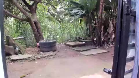 venus ... zeus sheer  online show from 01.19.26