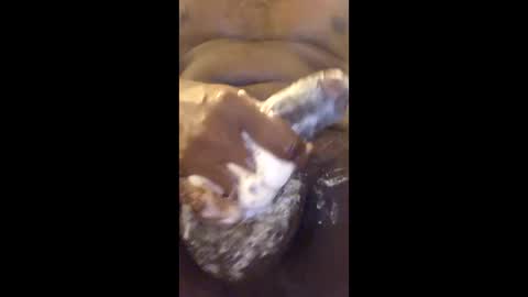 vincycock99 online show from 04.22.26