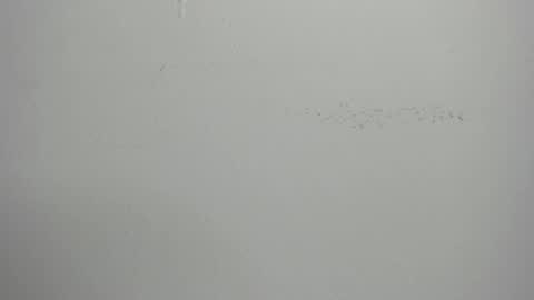 violett_24_ online show from 03.01.25