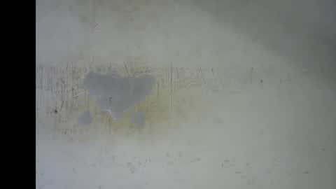 Bella online show from 01.12.26