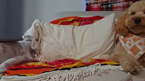 TonyDoesMiami online show from 01.28.25