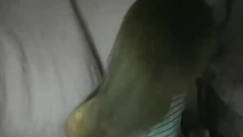 Glenda online show from 02.03.26