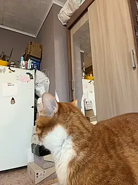 Snapshot of AmmyHot chatting on 01.13.26 AmmyHot online show from 01.13.26