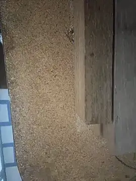 Followthepiper online show from 03.29.26