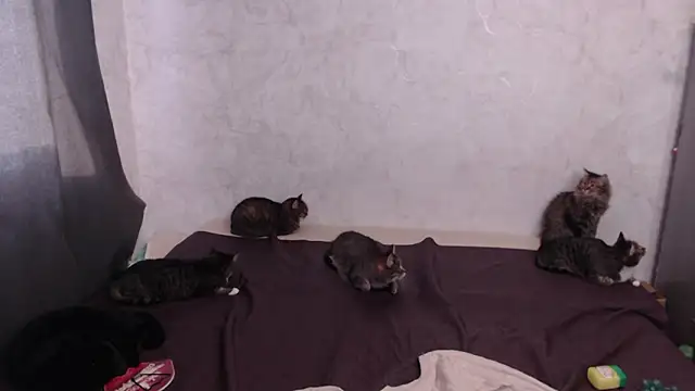 Olivia Winston online show from 03.20.26