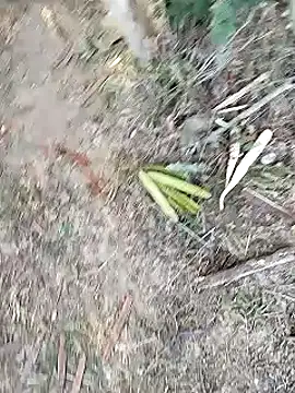 Snapshot of Monster_Bigdick chatting on 01.12.25 Monster Bigdick online show from 01.12.25