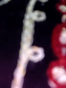 Anamika 24 online show from 11.08.25