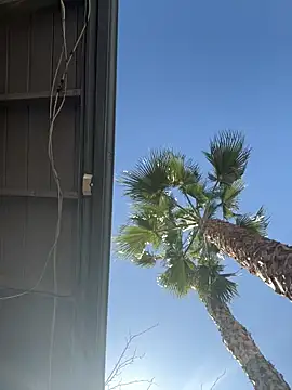 starrynikki online show from 02.06.26