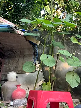   Saphia   online show from 11.27.25