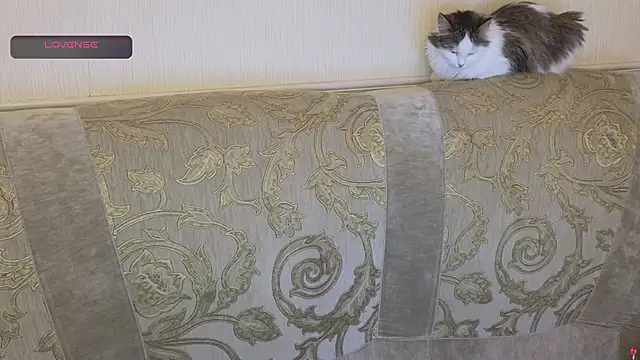 gertanord online show from 10.26.25