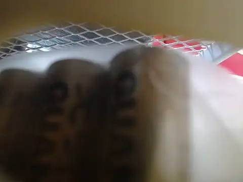 lovense test04 online show from 02.10.26