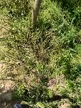 kalakim online show from 03.18.25