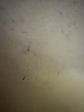 Gladiator 3 online show from 02.14.26