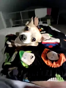 litleboy92 online show from 11.15.25