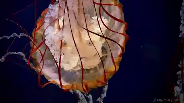 streamy test11 online show from 12.03.24