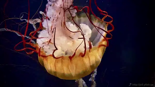 streamy test11 online show from 12.04.24