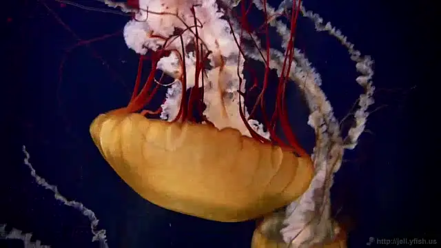 streamy test11 online show from 12.09.24