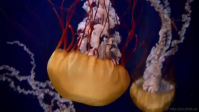 streamy test11 online show from 12.16.24