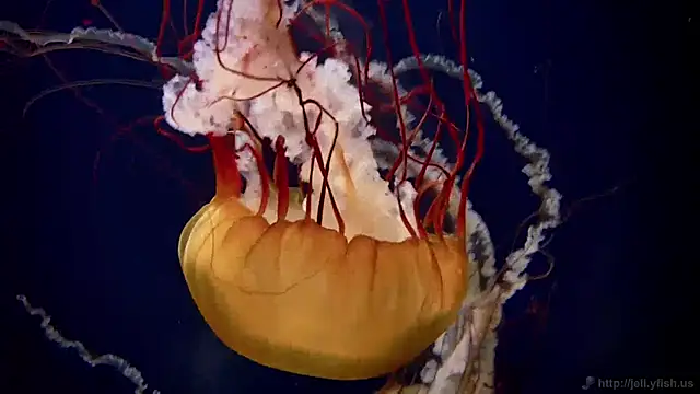 streamy test11 online show from 01.27.25