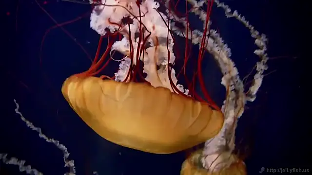 streamy test11 online show from 02.10.25